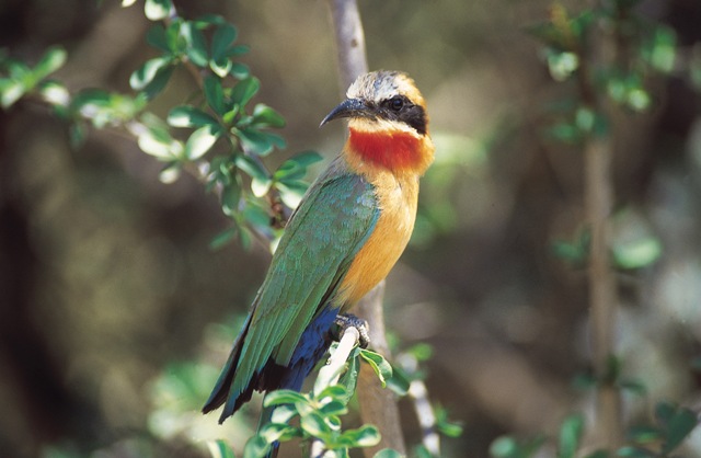 bee-eater 1